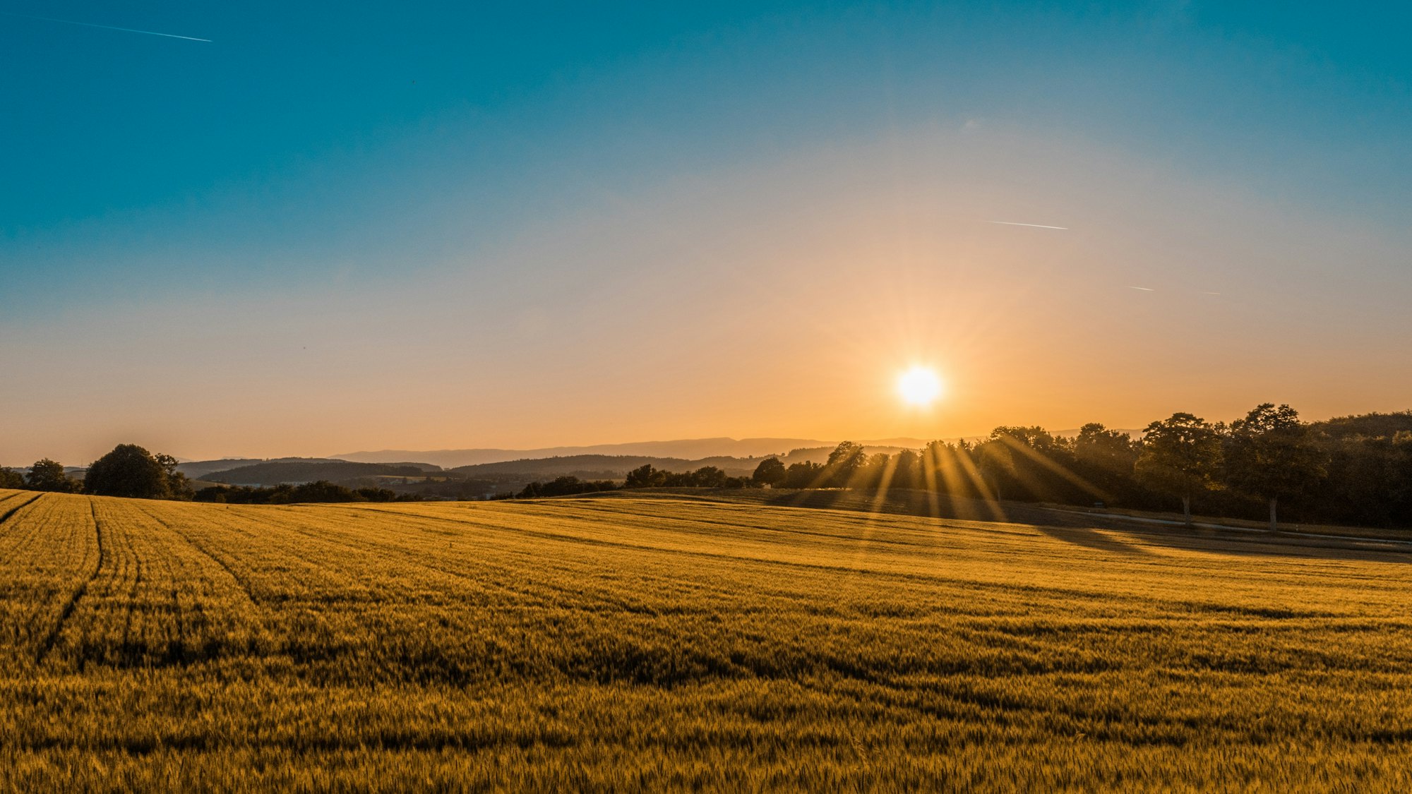 Golden open field glowing at sunrise