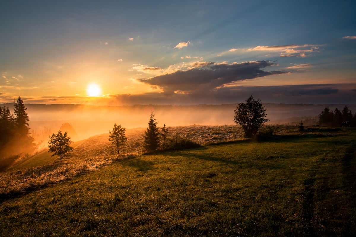 A peaceful sunlit meadow